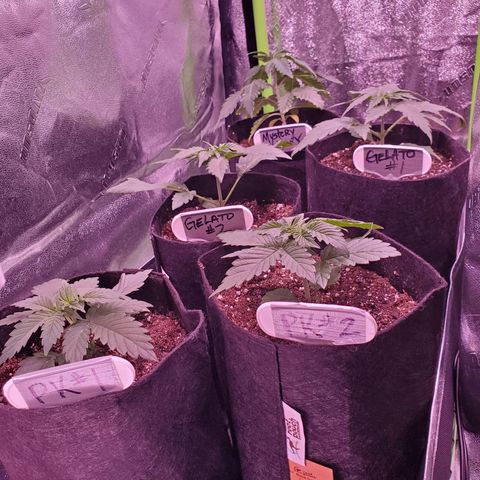 Gelato #1  growlog photo: Transplanted to 1 gallon Pots