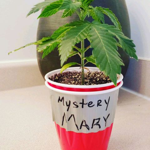 Mystery Mary  growlog timeline photo