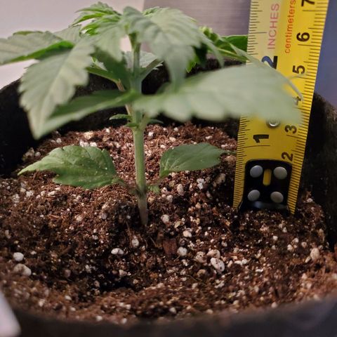 Purple Kush #2 growlog timeline photo