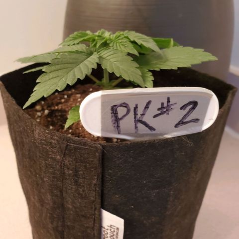Purple Kush #2 growlog timeline photo
