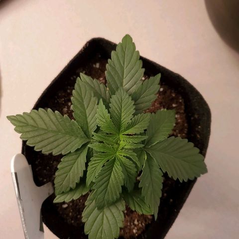 Purple Kush #2 growlog timeline photo