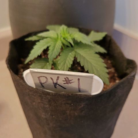 Purple Kush #1 growlog timeline photo