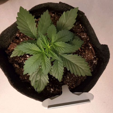 Purple Kush #1 growlog timeline photo