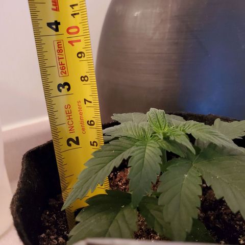 Purple Kush #1 growlog timeline photo
