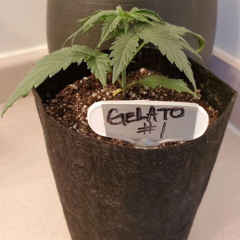 Gelato #1  growlog timeline photo