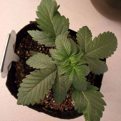 Gelato #2 growlog timeline photo
