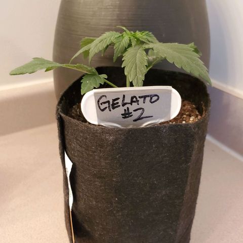 Gelato #2 growlog timeline photo