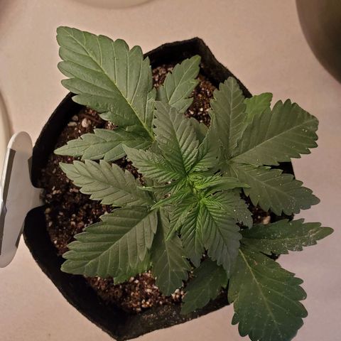 Gelato #1  growlog timeline photo