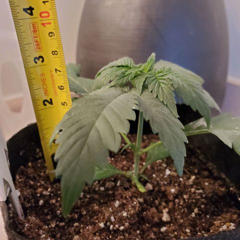 Gelato #2 growlog timeline photo