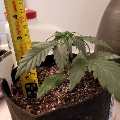 Gelato #1  growlog timeline photo