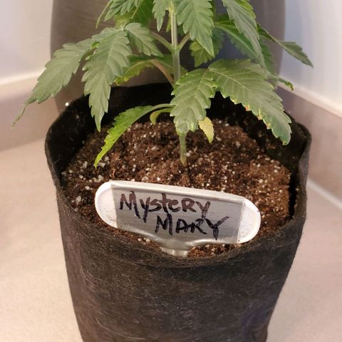 Mystery Mary  growlog timeline photo