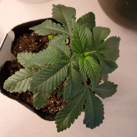Mystery Mary  growlog timeline photo