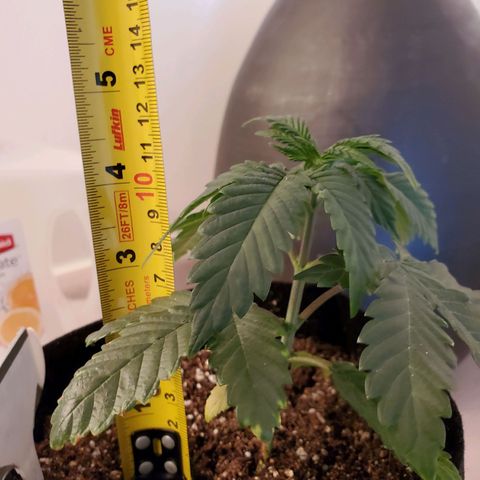 Mystery Mary  growlog timeline photo
