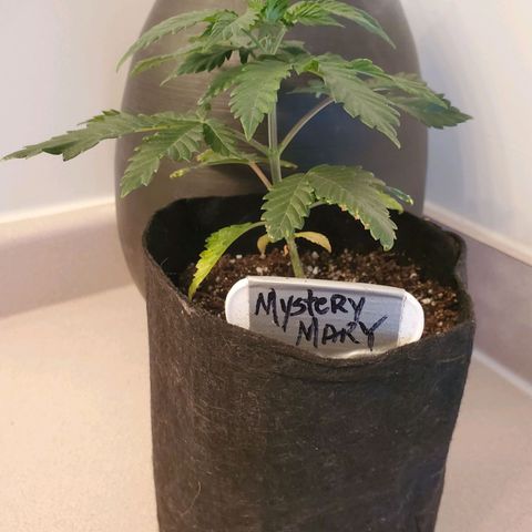 Mystery Mary  growlog timeline photo