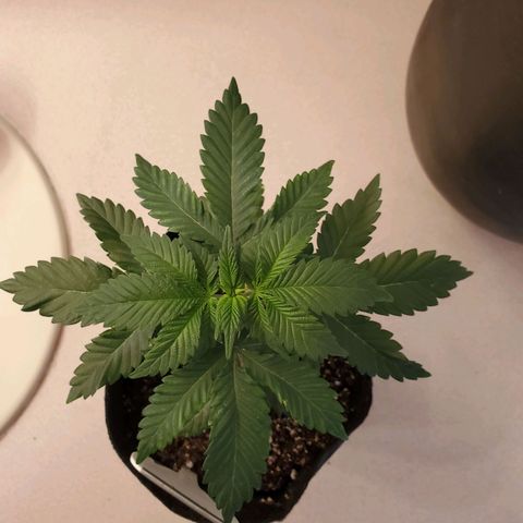 Mystery Mary  growlog timeline photo
