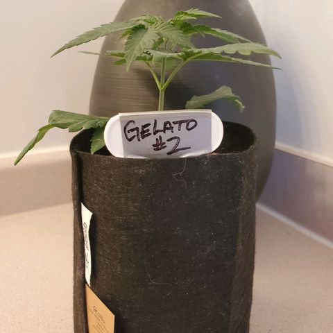 Gelato #2 growlog timeline photo