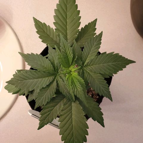 Gelato #2 growlog timeline photo