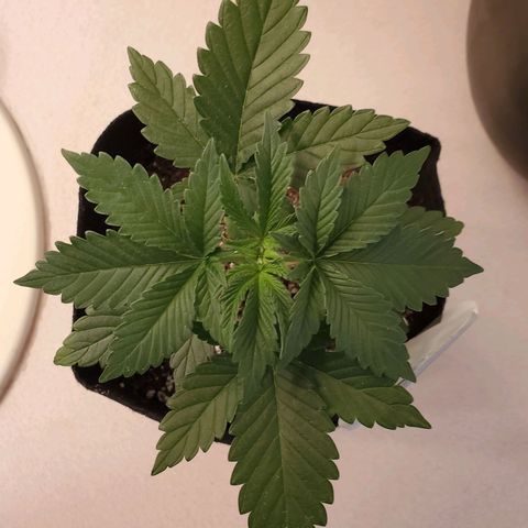 Purple Kush #2 growlog timeline photo