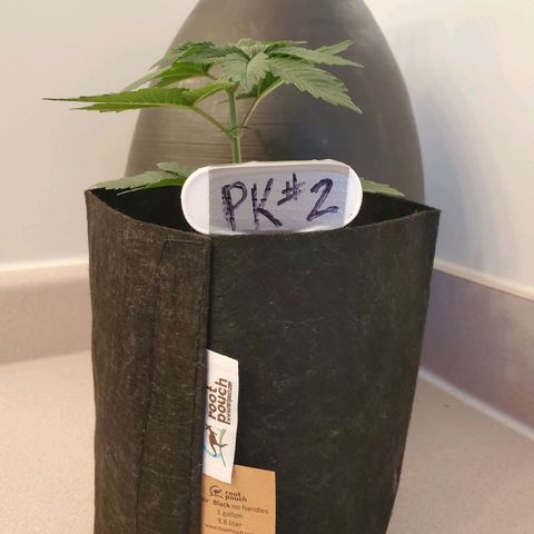 Purple Kush #2 growlog timeline photo