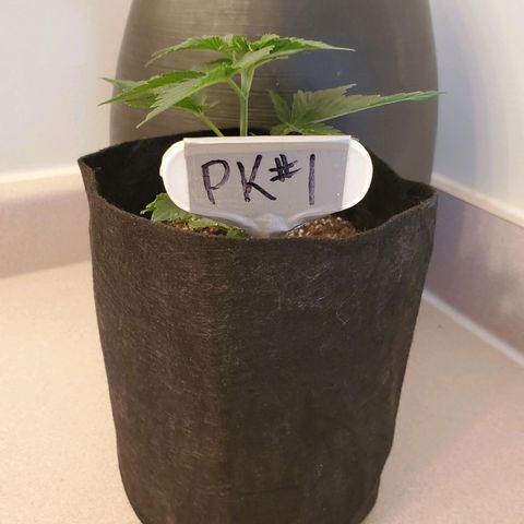 Purple Kush #1 growlog timeline photo