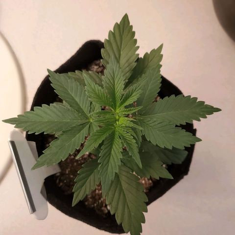 Purple Kush #1 growlog timeline photo