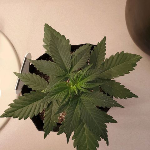Gelato #1  growlog timeline photo