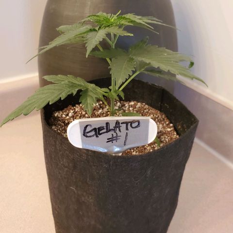 Gelato #1  growlog timeline photo