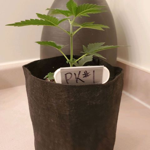 Purple Kush #1 growlog timeline photo