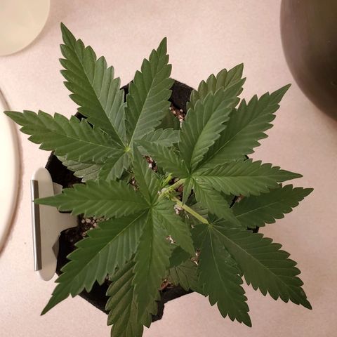 Purple Kush #1 growlog timeline photo