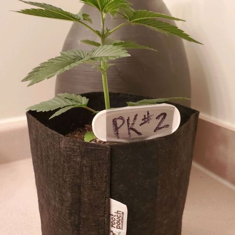 Purple Kush #2 growlog timeline photo
