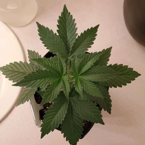 Purple Kush #2 growlog timeline photo