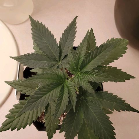 Gelato #1  growlog timeline photo