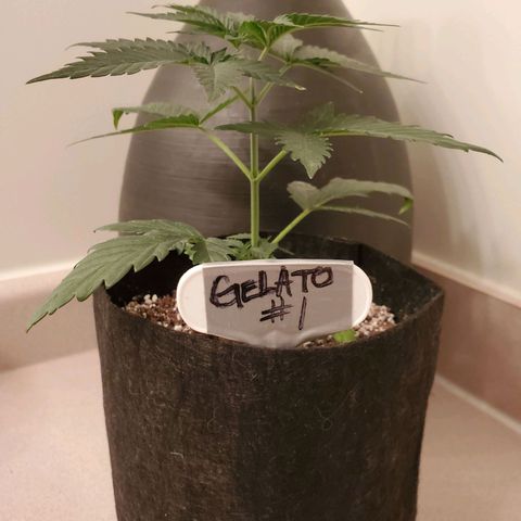 Gelato #1  growlog timeline photo