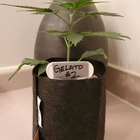 Gelato #2 growlog timeline photo
