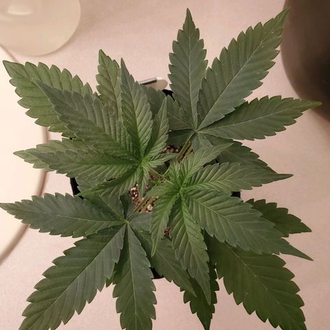 Gelato #2 growlog timeline photo