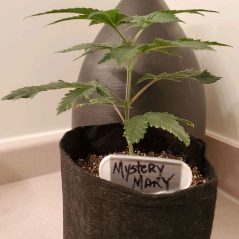 Mystery Mary  growlog timeline photo