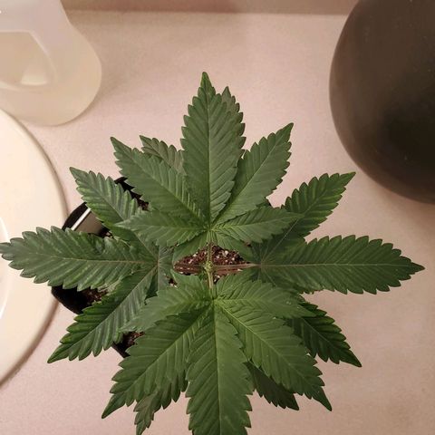 Mystery Mary  growlog timeline photo