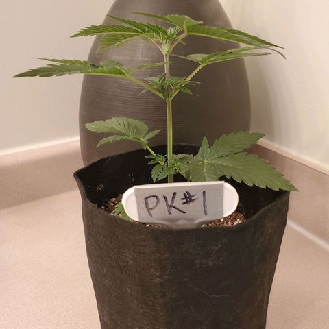 Purple Kush #1 growlog timeline photo