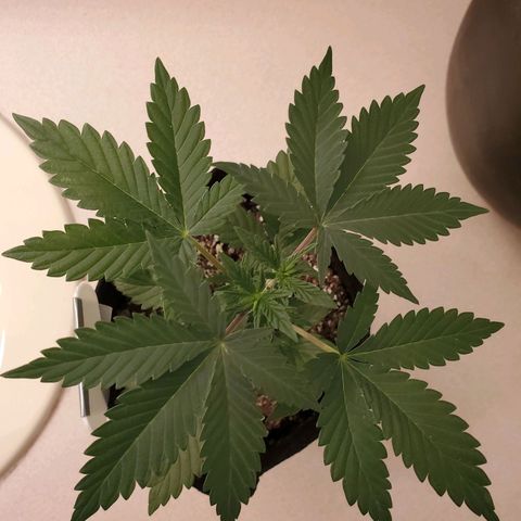 Purple Kush #1 growlog timeline photo