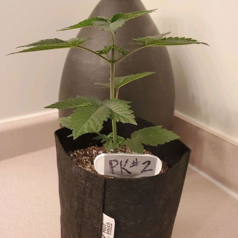 Purple Kush #2 growlog timeline photo