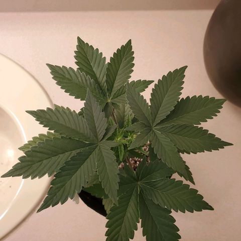 Purple Kush #2 growlog timeline photo