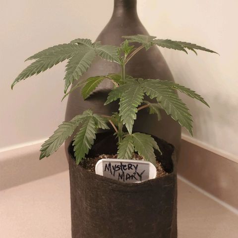 Mystery Mary  growlog timeline photo
