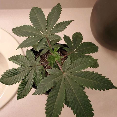 Mystery Mary  growlog timeline photo
