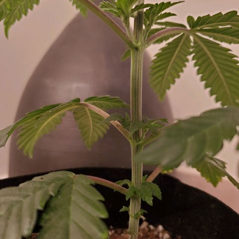 Mystery Mary  growlog timeline photo