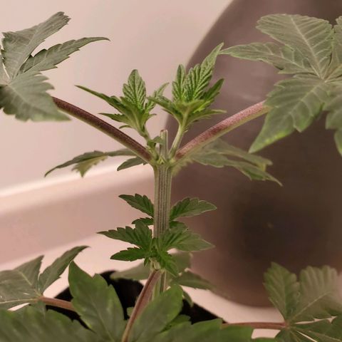 Mystery Mary  growlog timeline photo