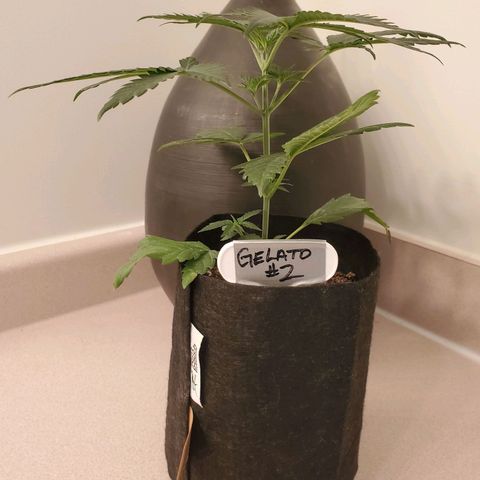 Gelato #2 growlog timeline photo