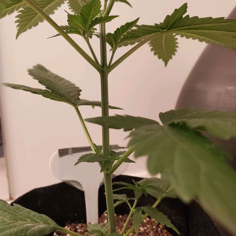 Gelato #2 growlog timeline photo