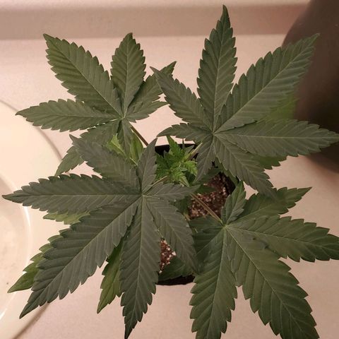 Gelato #2 growlog timeline photo