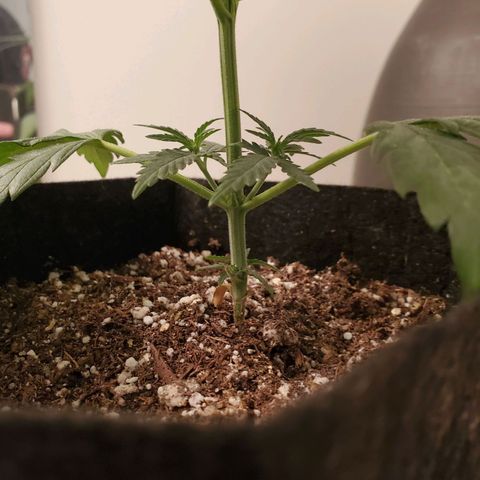 Gelato #1  growlog timeline photo