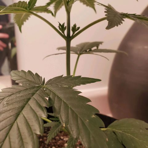 Gelato #1  growlog timeline photo